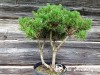 Pušis kalninė subsp. mugo (formuota) (lot. Pinus mugo ) 